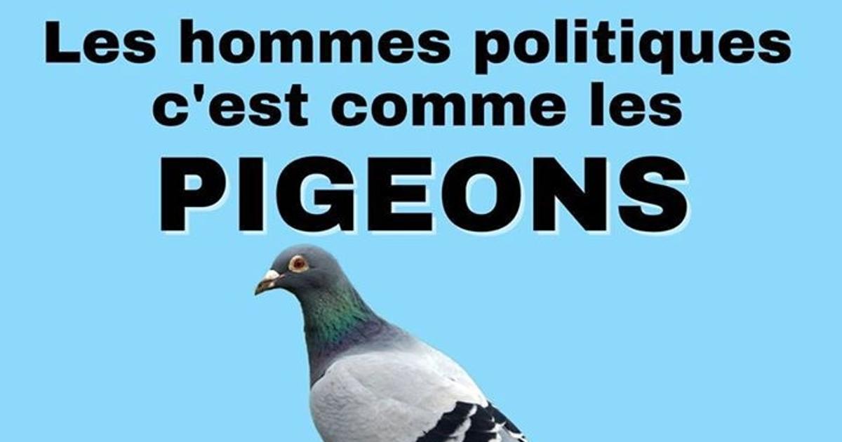 Les Hommes Politiques Cest Comme Les Pigeons Blagues Et