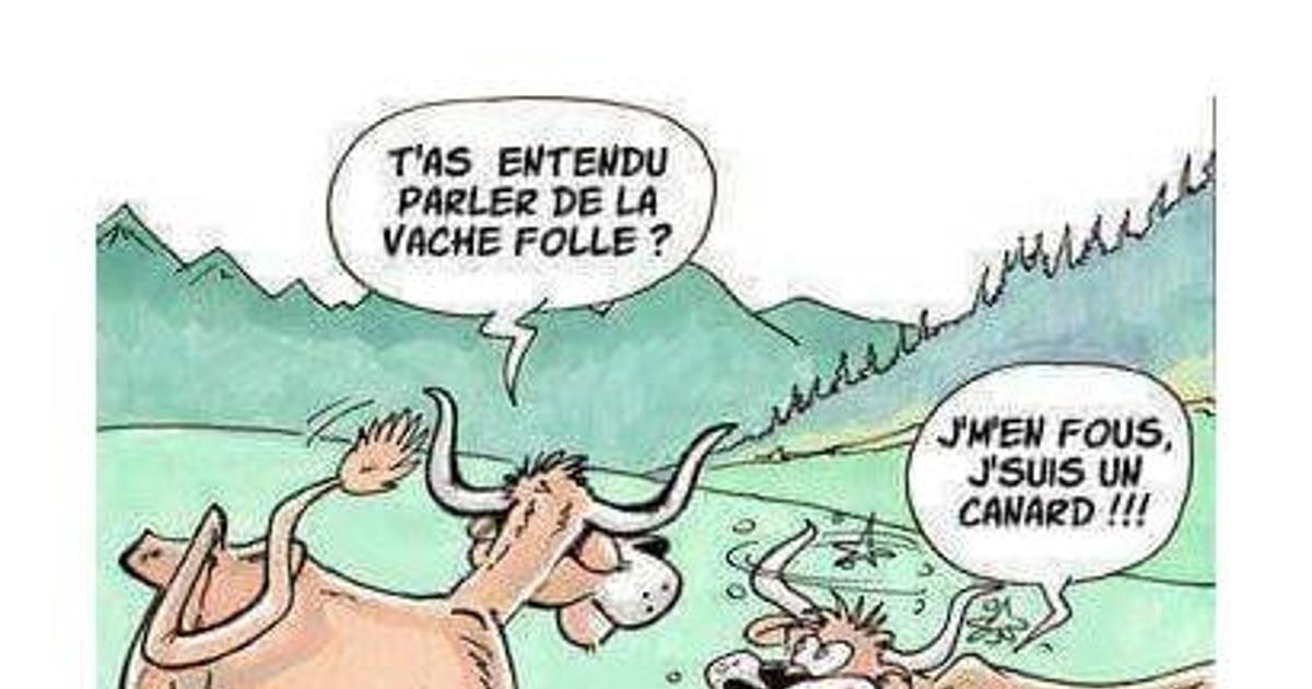 Tas Entendu Parler De La Vache Folle Blagues Et Les Meilleures Images Drôles 