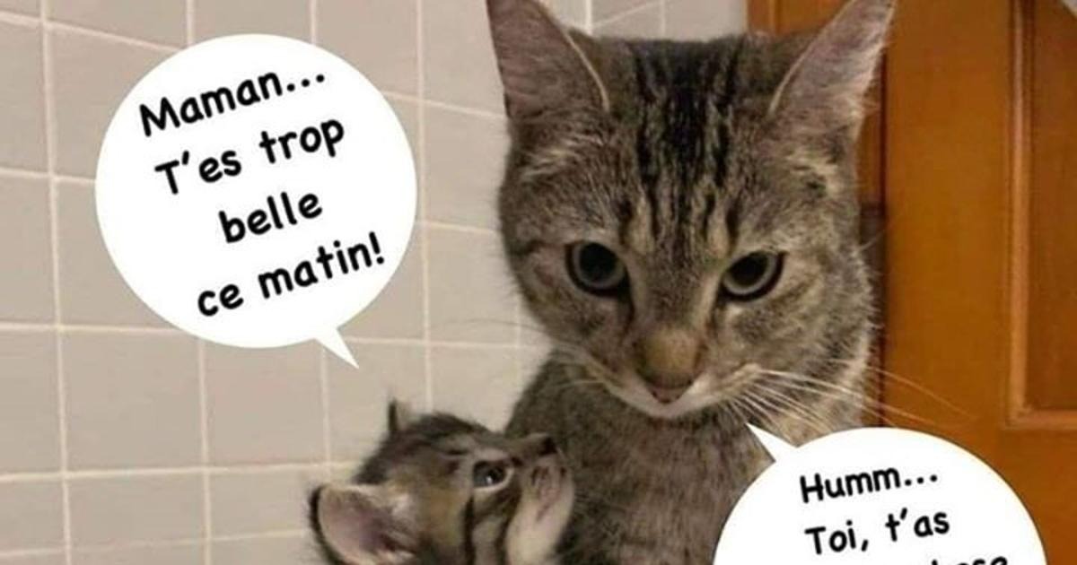 Maman Tes Trop Blagues Et Les Meilleures Images Drôles 