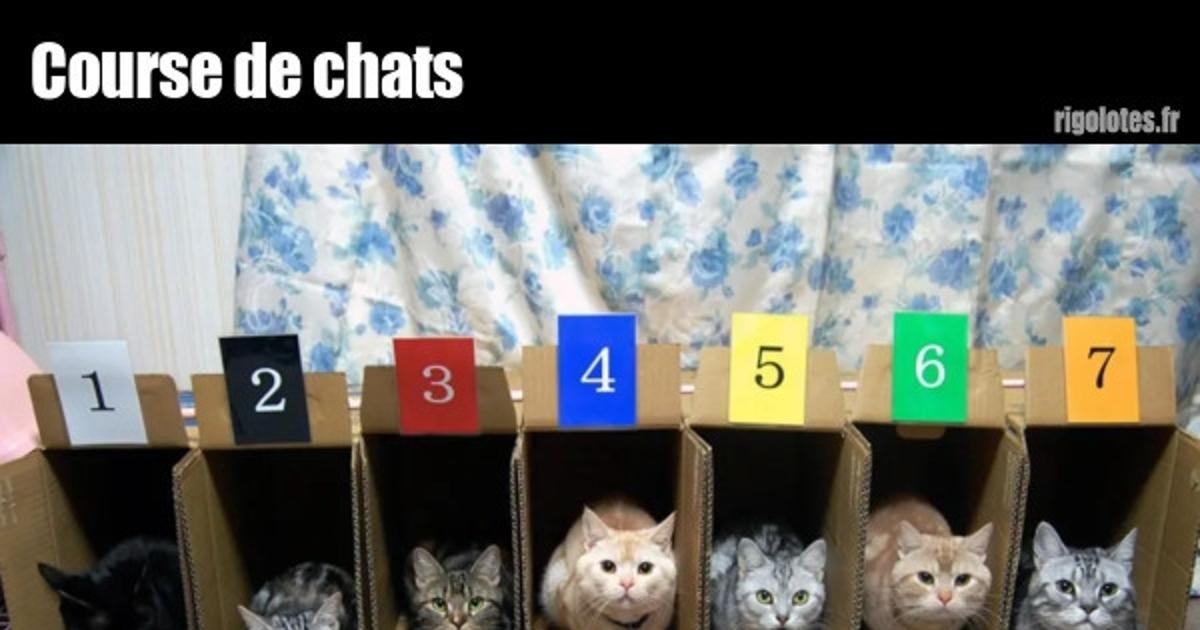 Course De Chats Blagues Et Les Meilleures Images Droles