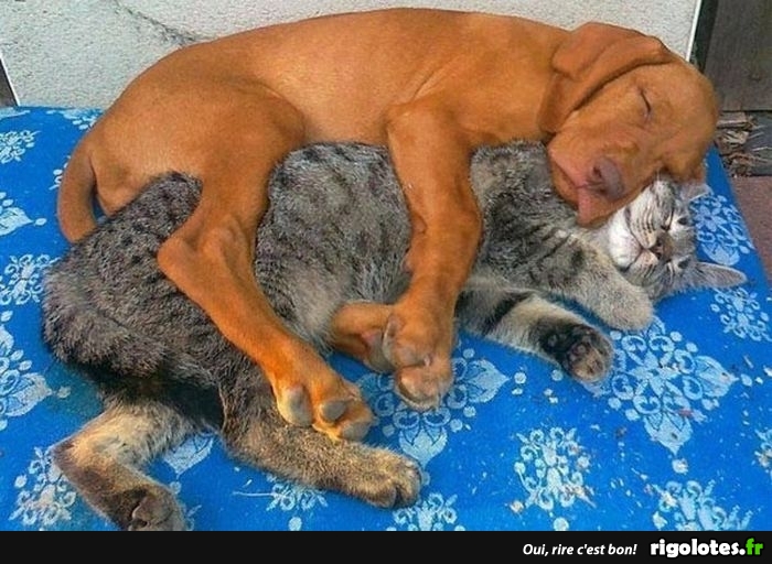 Sieste Blagues Et Les Meilleures Images Droles