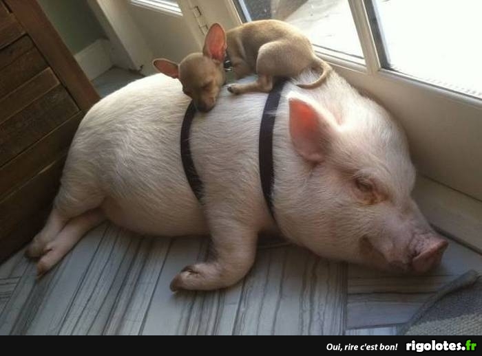 Une Sieste Courte Blagues Et Les Meilleures Images Droles