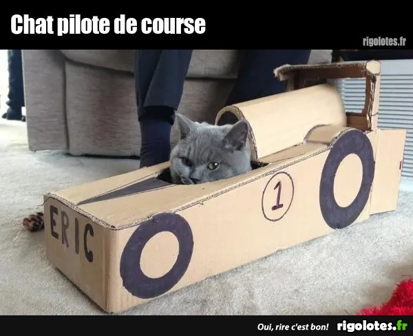 Chat Pilote De Course Blagues Et Les Meilleures Images Droles