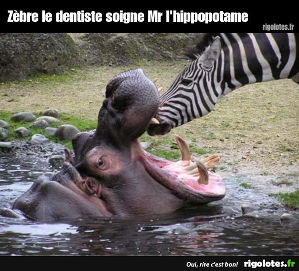 Zèbre le dentiste soigne Mr l'hippopotame... 20240717