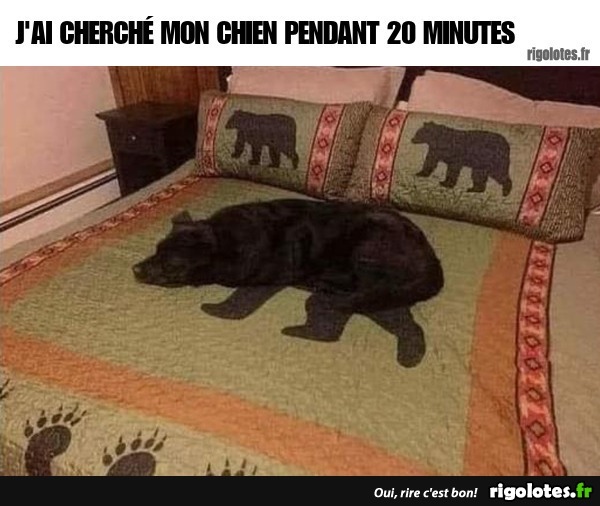 J'AI CHERCHÉ MON CHIEN... 20240807