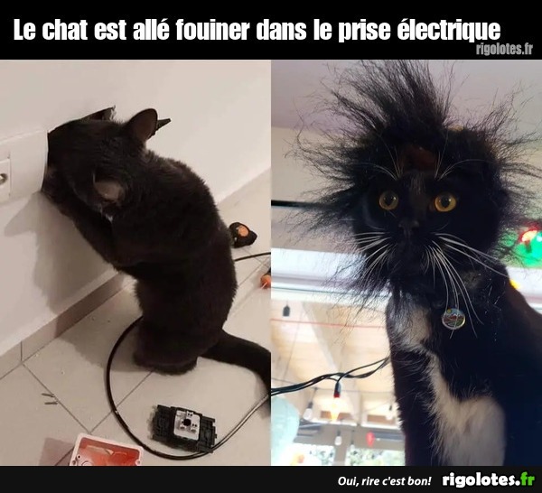 Le chat est allé fouiner... 20241018