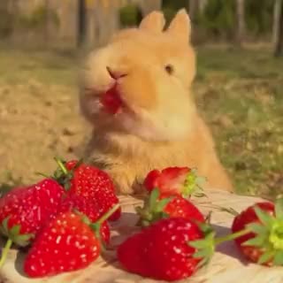Le lapin mange des fraises. - Blagues et les meilleures images drôles!