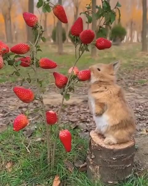 lapin qui mange une fraise｜Recherche TikTok