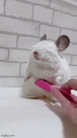 gif mignon de chinchilla